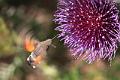 macroglossum stellatarum